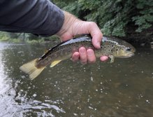 Teplá - muškaření v Karlových Varech