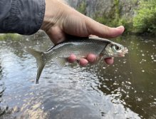 Teplá - muškaření v Karlových Varech