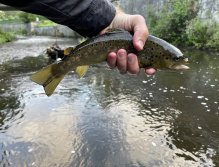 Teplá - muškaření v Karlových Varech