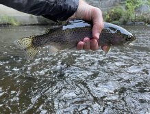 Teplá - muškaření v Karlových Varech