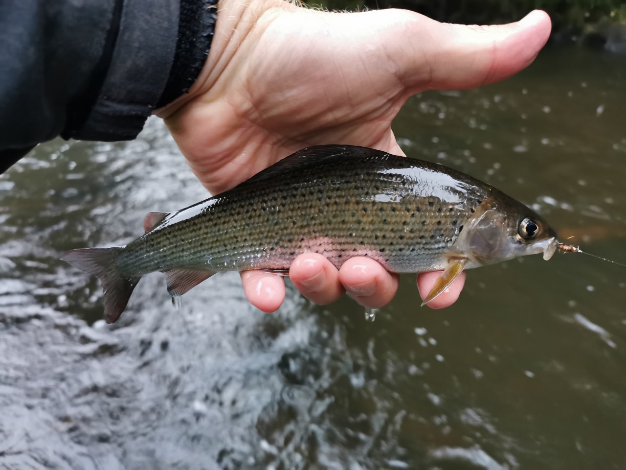 Tepl� v B�ezov�