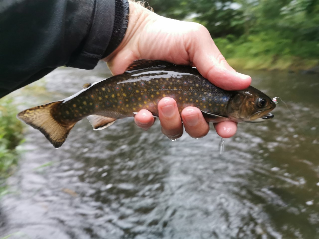 Tepl� v B�ezov�