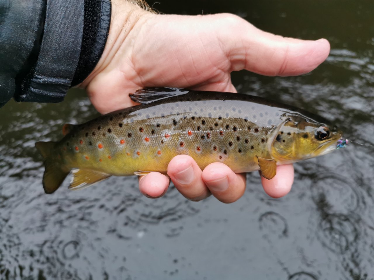 Tepl� v B�ezov�