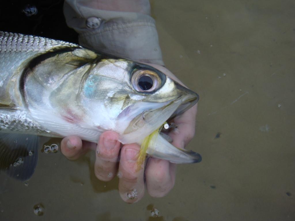 An elusive springer Elops machnata caught on fly.