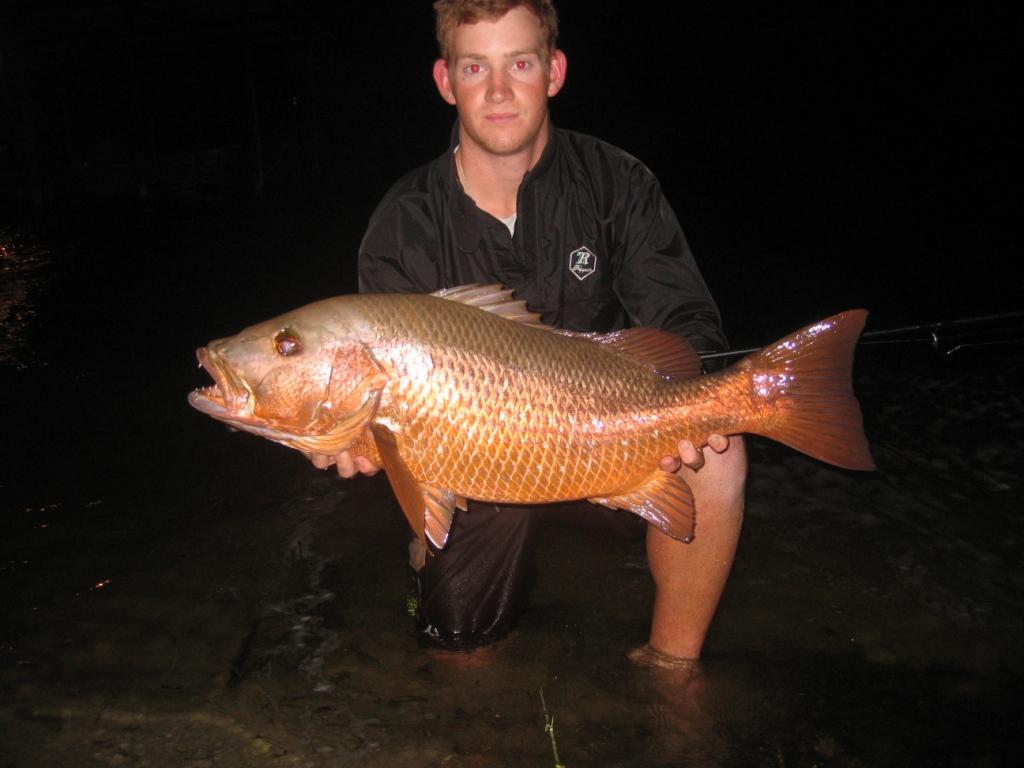 A large rock salmon Lutjanus argentimaculatus