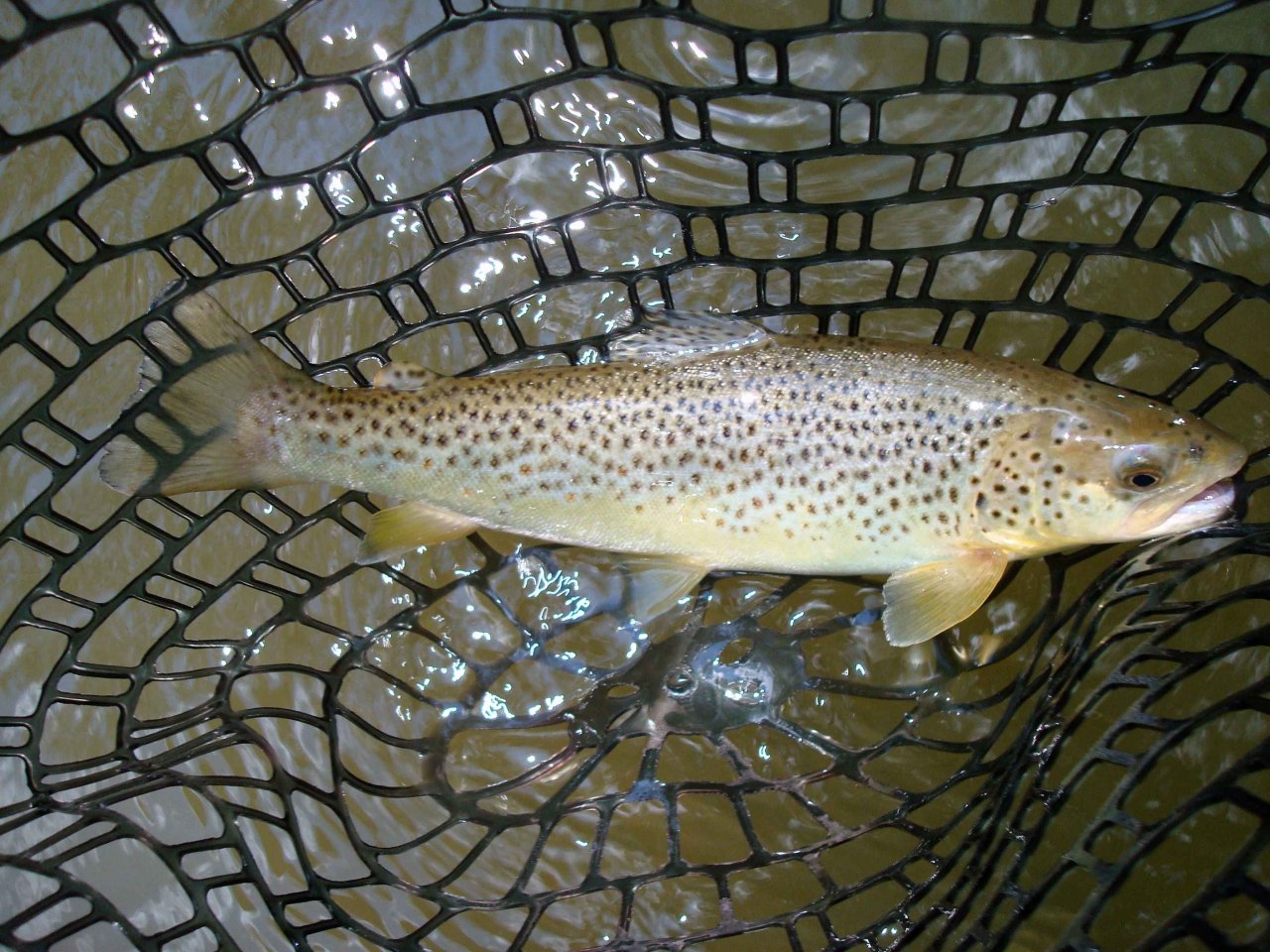 Brown trout