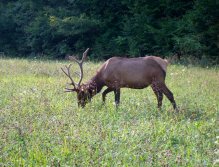 Bull Elk feeding in a meadow next to Raven's Fork.
