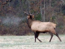 Bull Elk (Wapiti) in early morning. Field near Raven's Fork