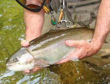 Rainbow trout from the Raven's Fork