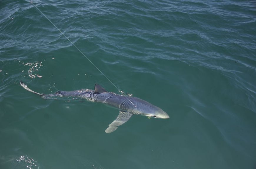 Beautiful Blue Shark