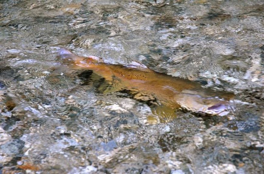 Big Brown-early Summer, New Zealand