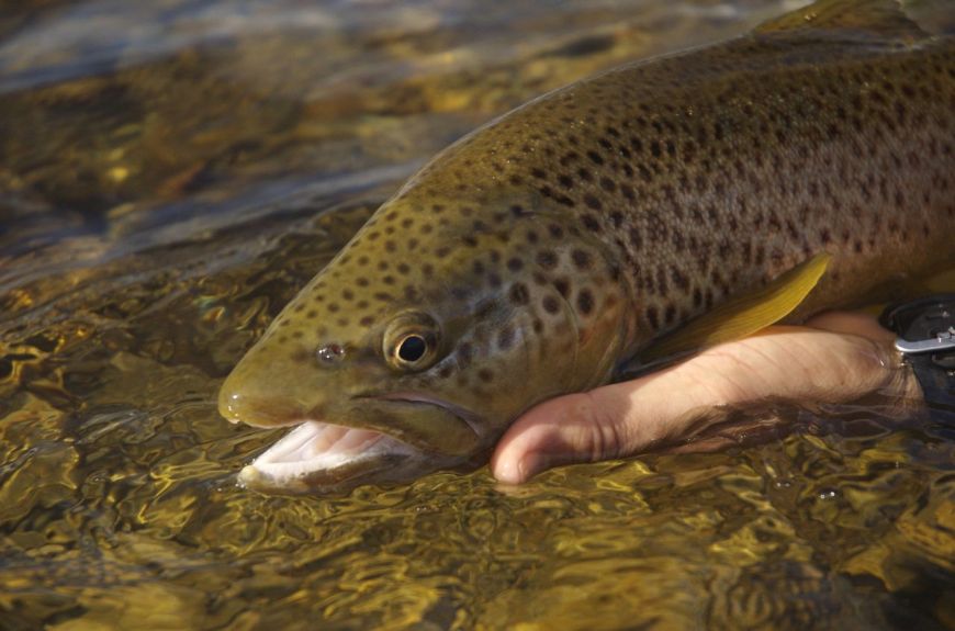 Brownie, New Zealand