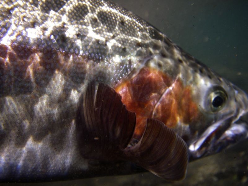 Fat Bow, New Zealand