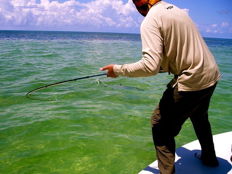 Tarpon,Key west, Photo Eric Wonhoff