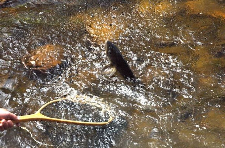 Coming to the Net-Mid Summer Brown, New Zealand
