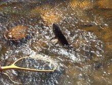 Coming to the Net-Mid Summer Brown, New Zealand