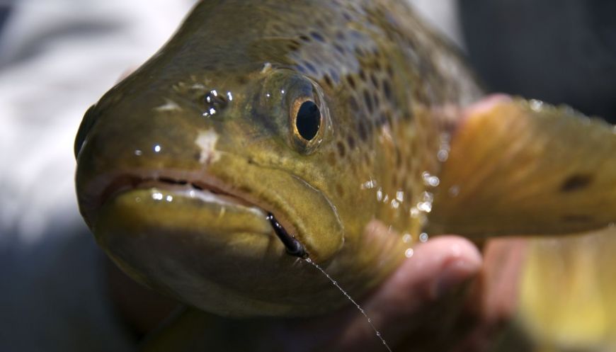 mmmmm Tasty-Brown, New Zealand