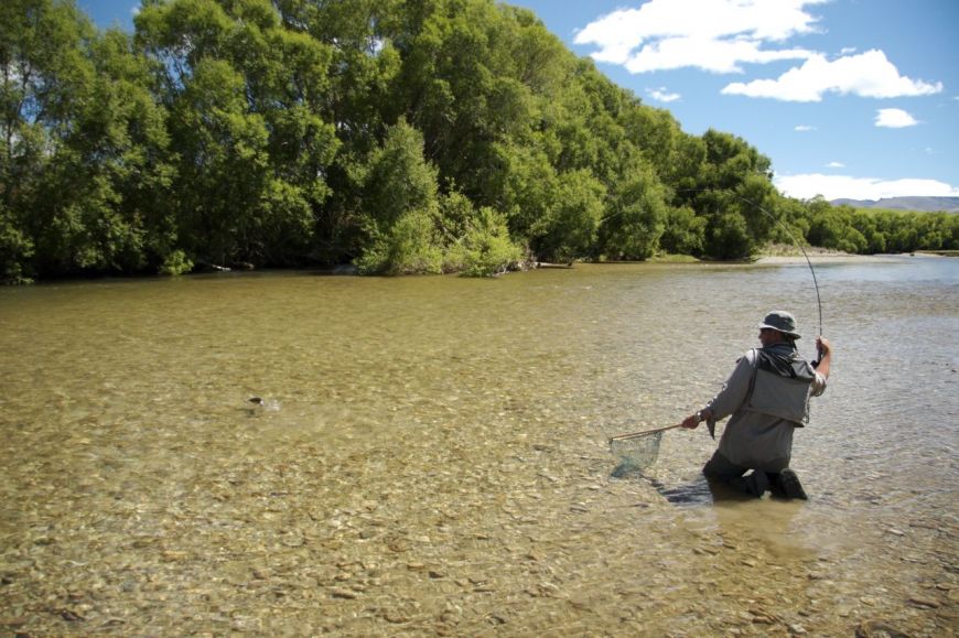 Brown Trout , Mid summer NewZealand  