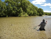 Brown Trout , Mid summer NewZealand