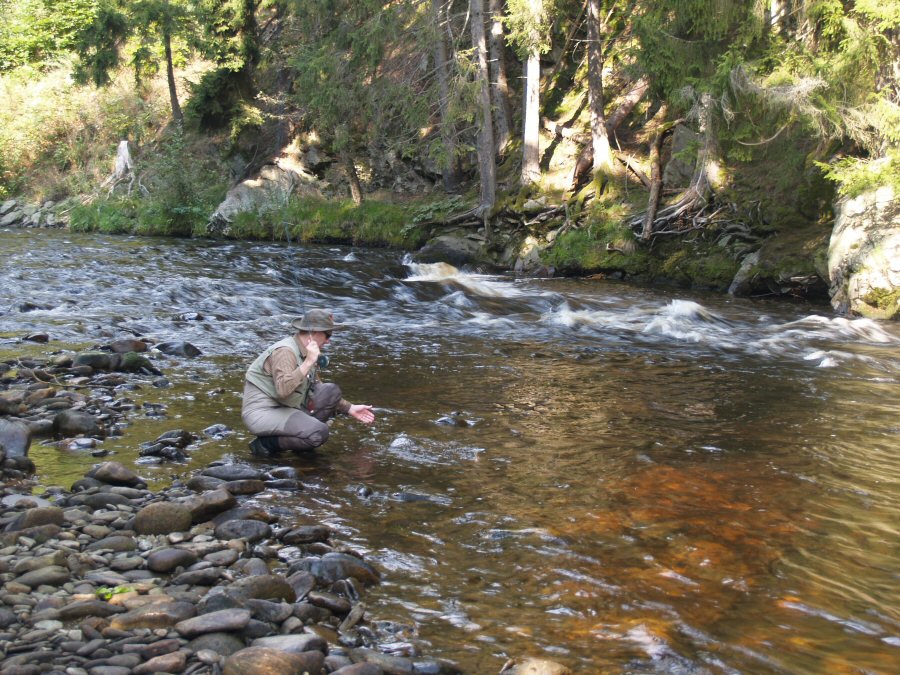 Author landing small brownie