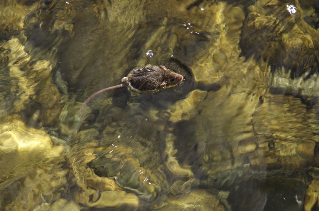 Swimming mouse - a real one!