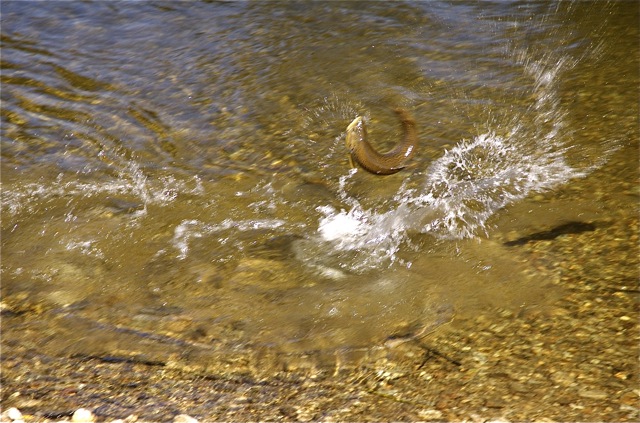 Who says browns don't jump?!