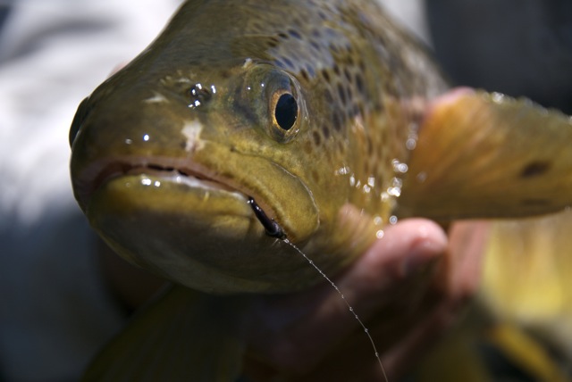 "Big fish eat small flies too"