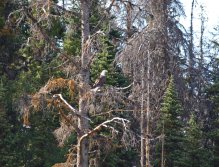Bald Eagle scouting fort a meal