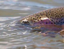 Another Redfern River Rainbow
