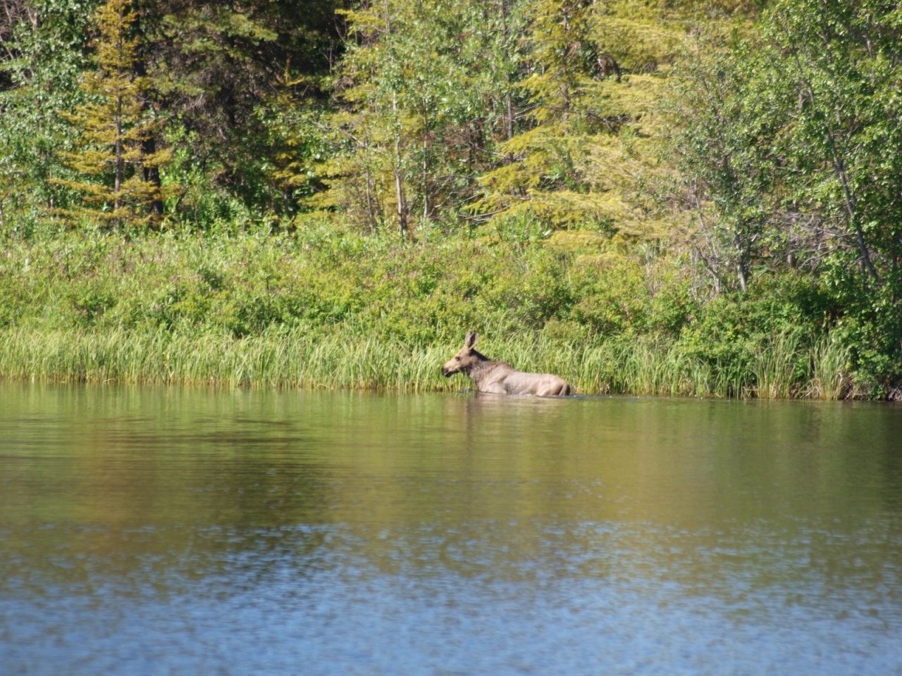 A Young Moose swimming in one of the flyout lakes