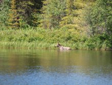 A Young Moose swimming in one of the flyout lakes
