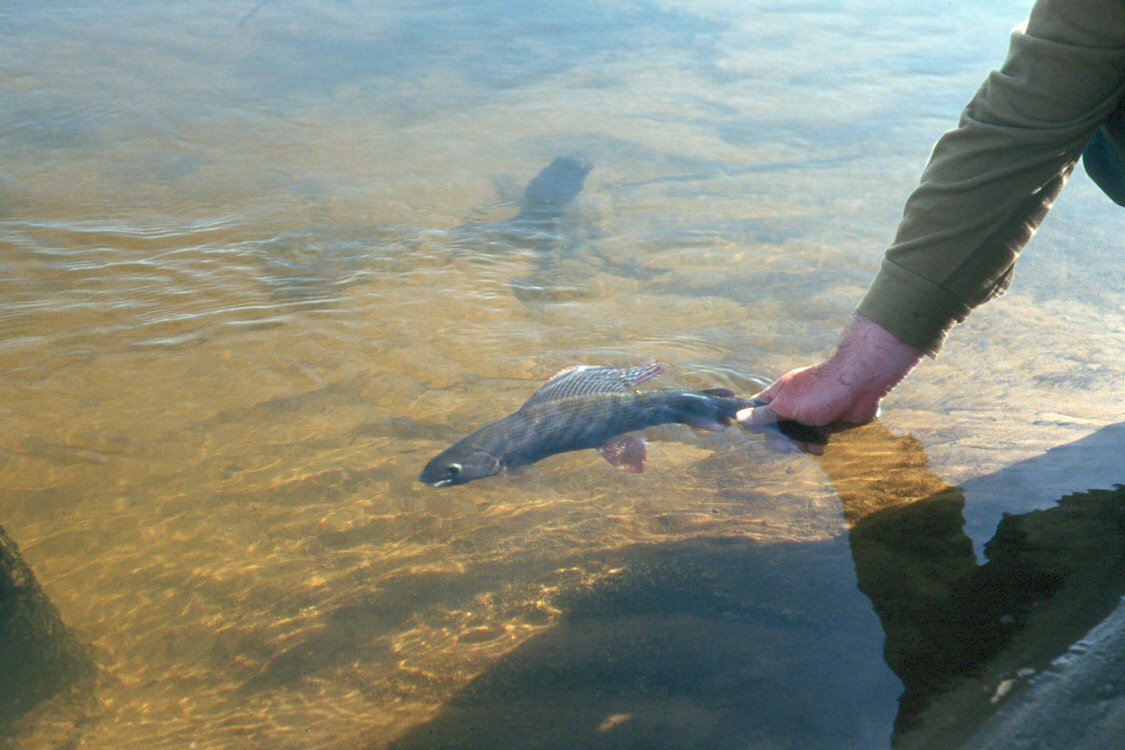 Grayling from Guden river