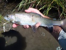 Author's first grayling.