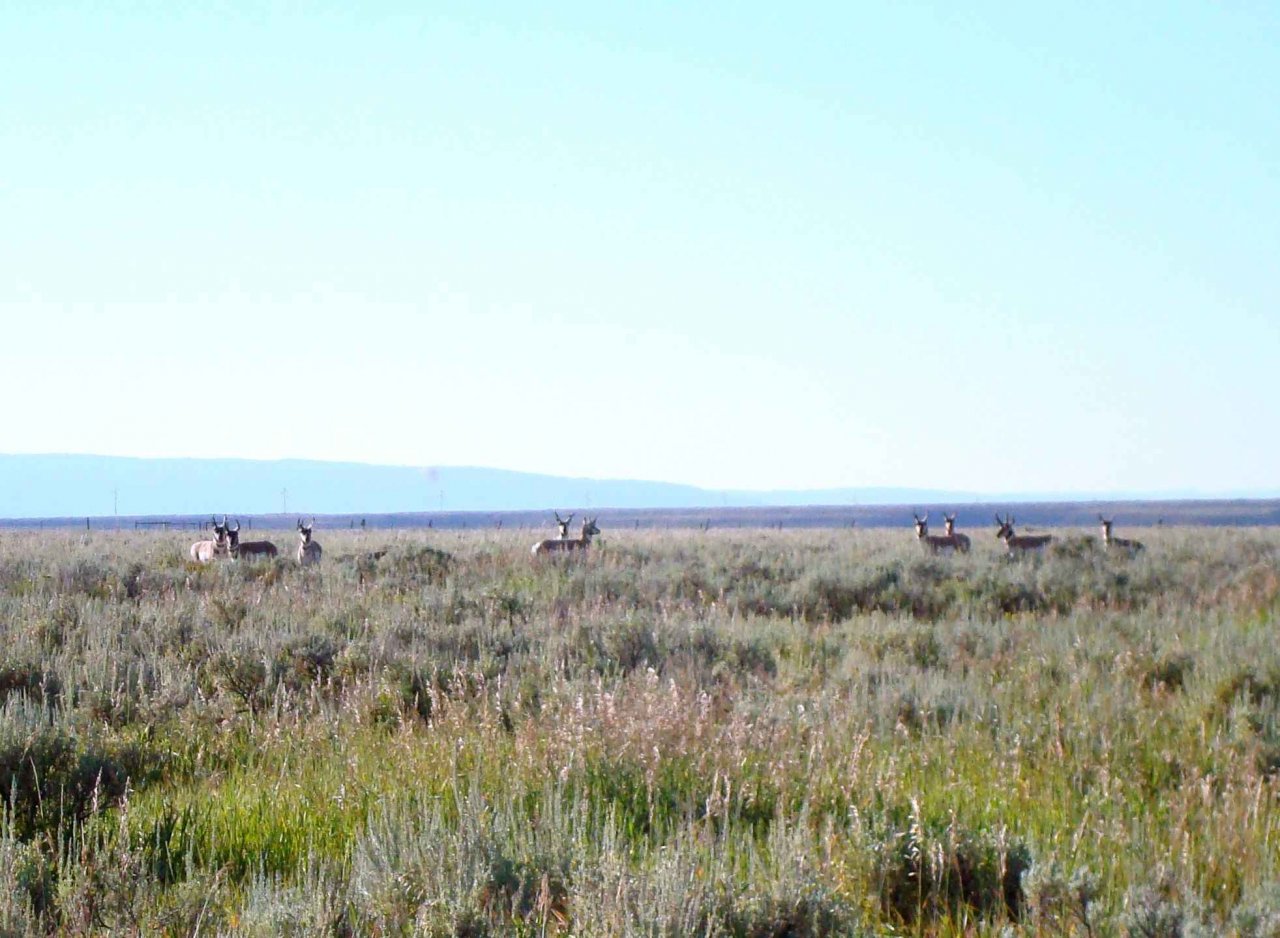 Antelope in sage brush prairie