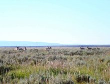 Antelope in sage brush prairie