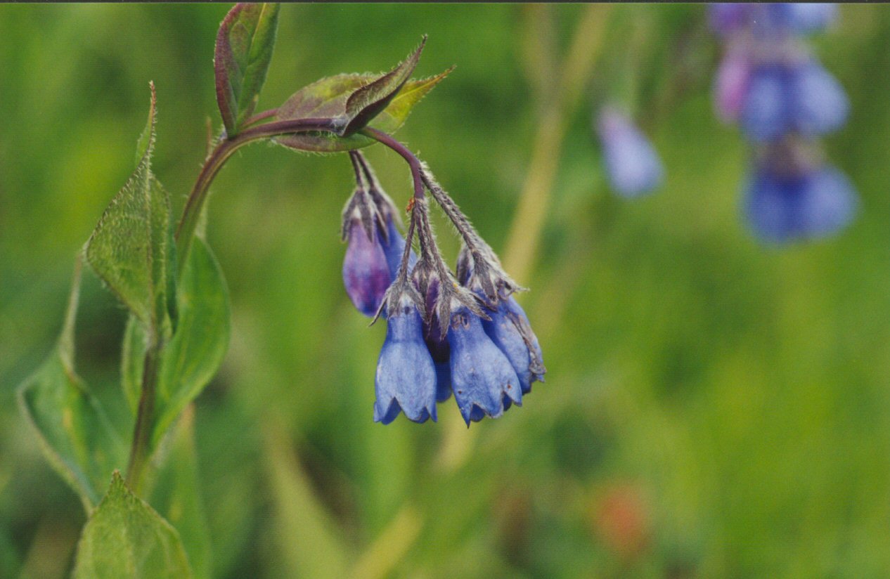 Blue bells