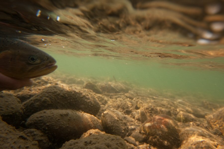 Releasing a nice Cutthroat Trout