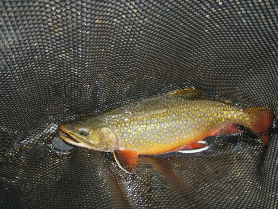 Another Summit lake Brookie 