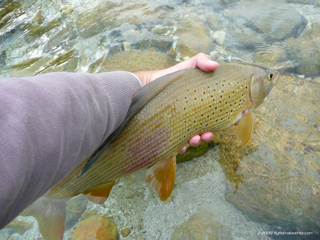 Grayling from the So�a river