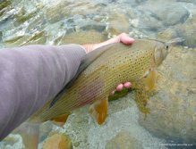 Grayling from the Soča river