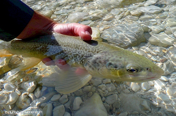 Endemic marble trout from So�a