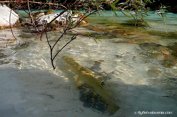 Marble trout in the pool