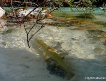 Marble trout in the pool