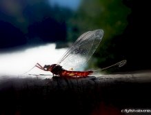 Autumn Soča river menu