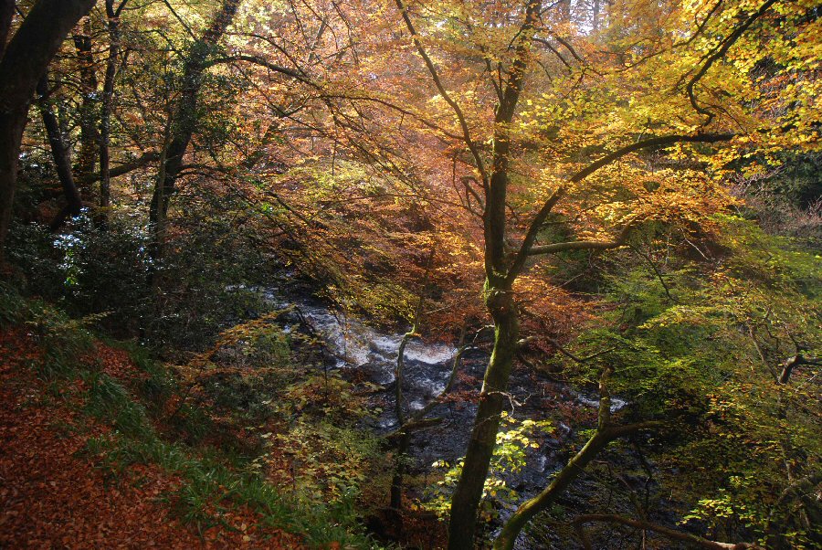 Glen Esk trees in autumn spendour