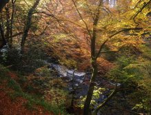 Glen Esk trees in autumn spendour