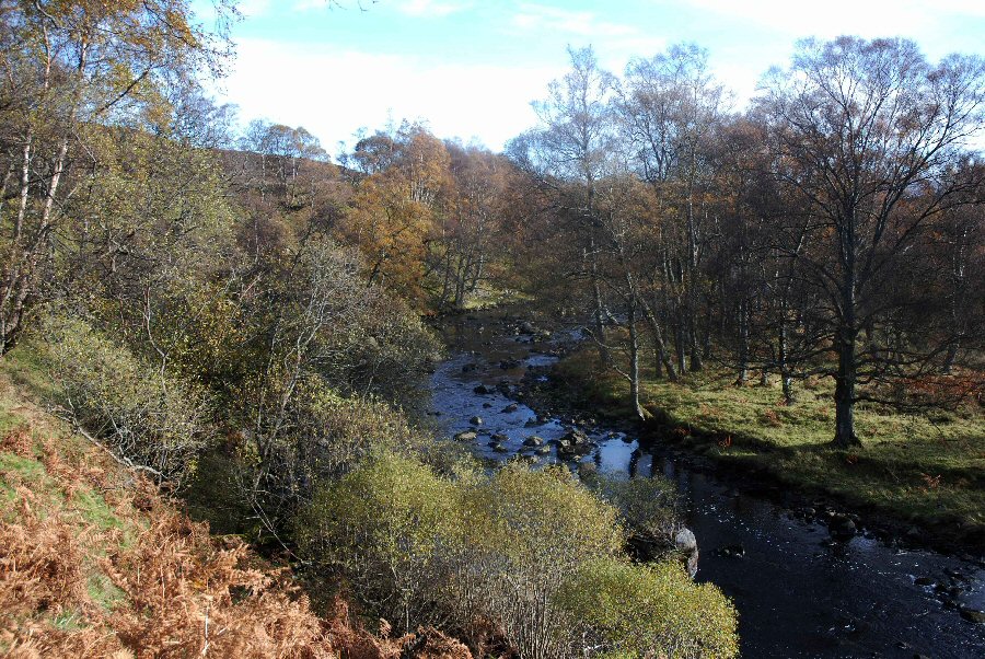 Alder and Birch Trees shade the salmon spawning pools 