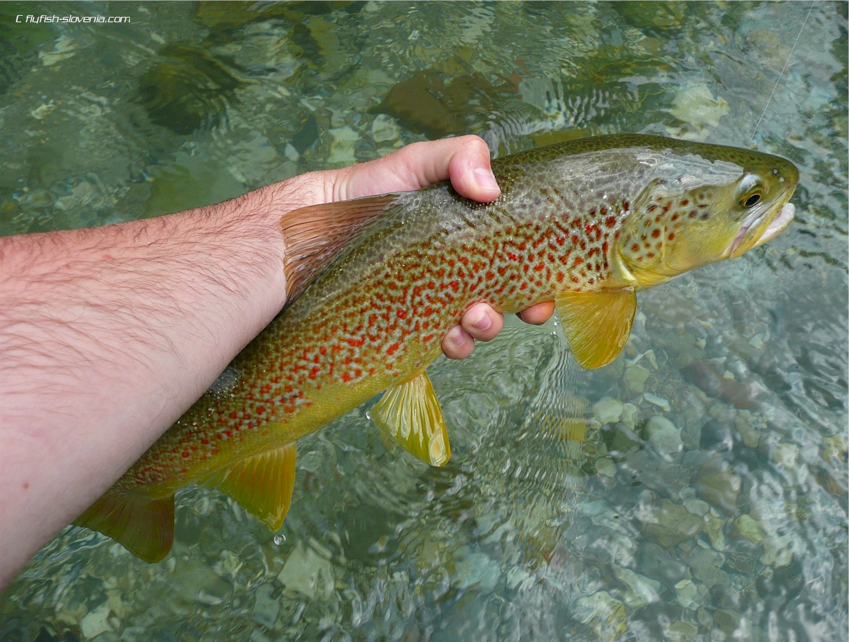 Marble trout from the Idrijca river