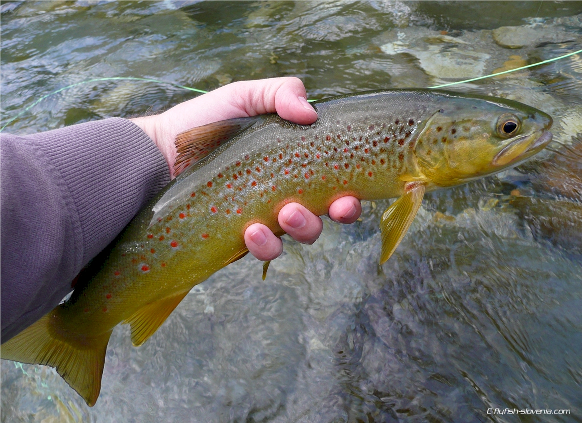 Hybrid trout from the Idrijca river
