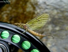 Mayfly from the Idrijca river
